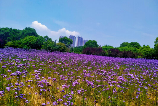 柳叶马鞭草