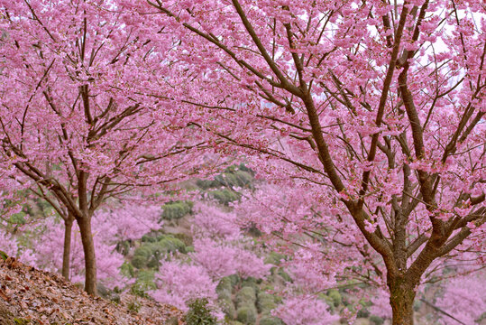 山坡春色之樱花