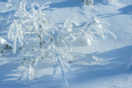 雪地树枝雾凇