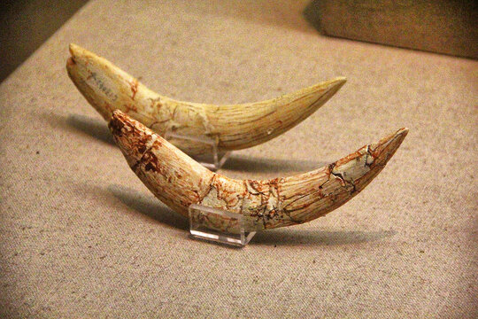 古生物牙齿化石