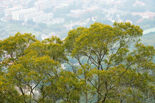 泉州清源山上的树冠