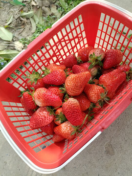 框子草莓