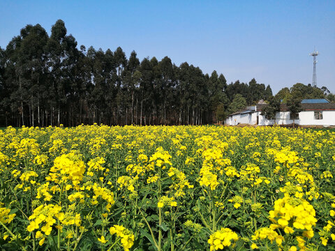 油菜花田