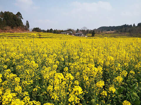 油菜花田