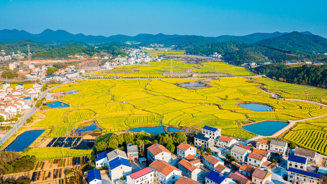 岳阳油菜花田盛开