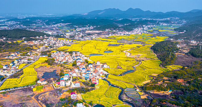 岳阳油菜花田盛开