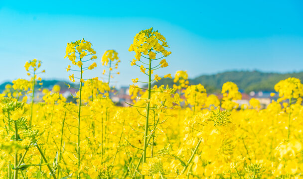 岳阳油菜花田盛开