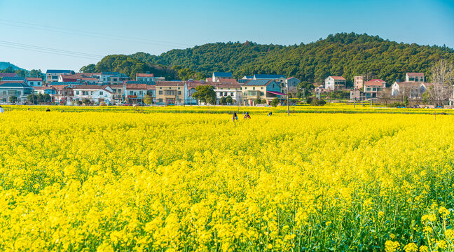 岳阳油菜花田盛开