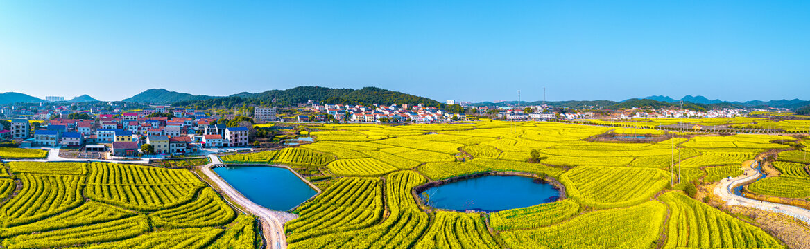 岳阳油菜花田盛开