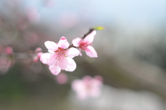 桃花朵朵