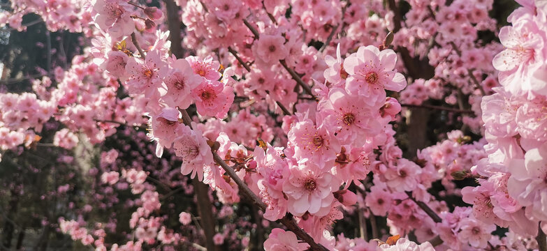 美人梅