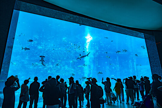 水族馆的游客们