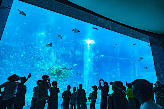 水族馆的游客们