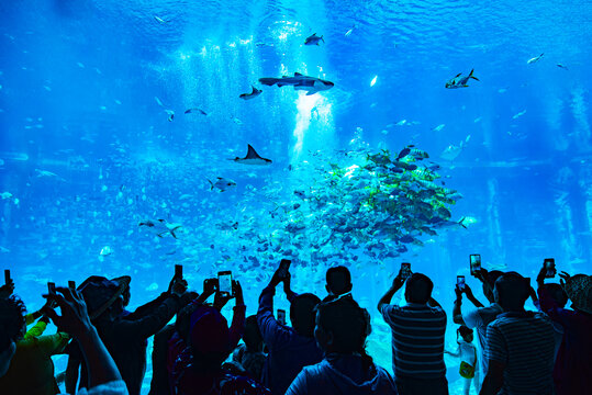 水族馆的游客们