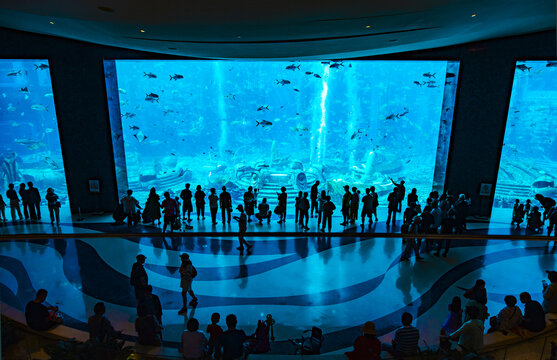 水族馆的游客们