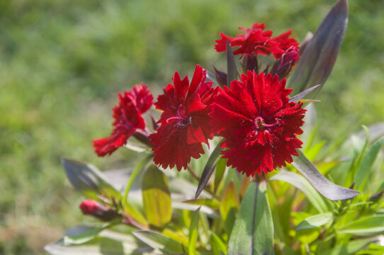 红色花朵石竹花