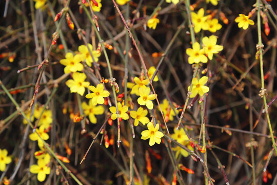 迎春花