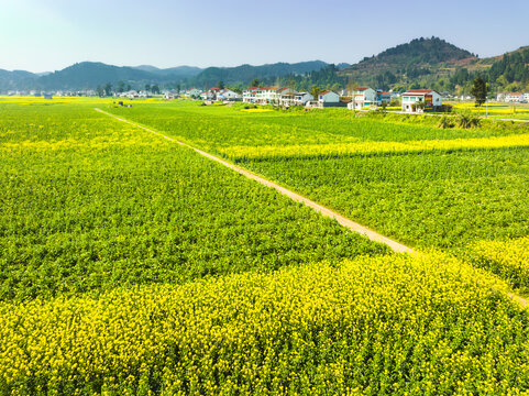 希望的田野