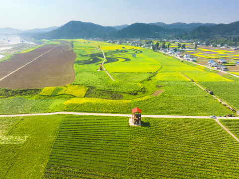 希望的田野