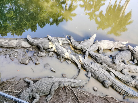 鳄鱼池