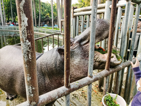 投喂河马