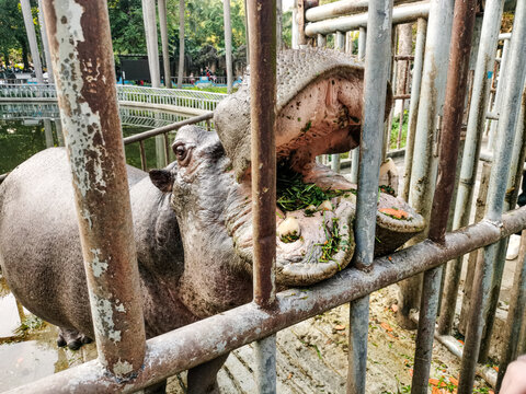 河马张嘴巴