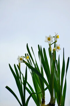 水仙花