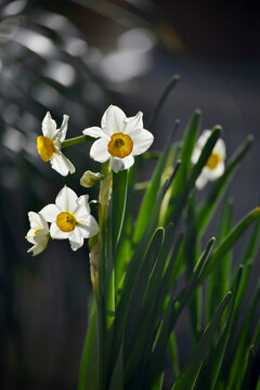 水仙花