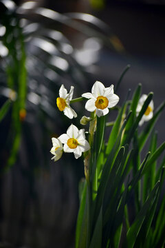 水仙花