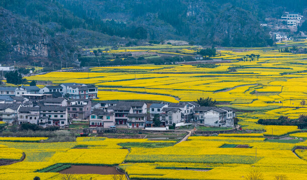 贵州兴义万峰林油菜花开