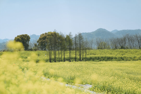 油菜花