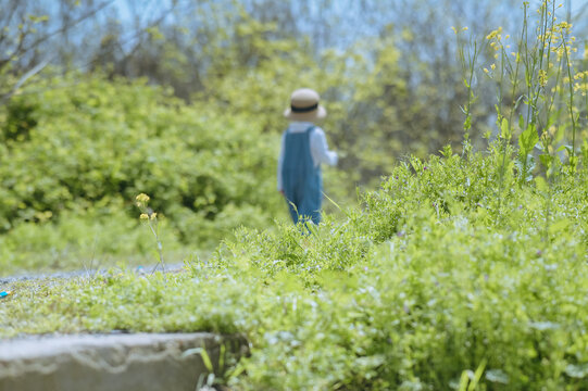 油菜花