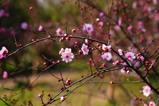 梅花