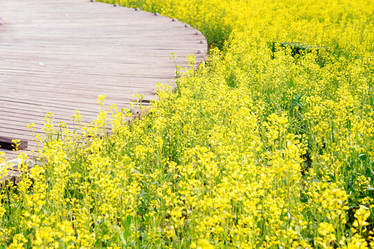 油菜花