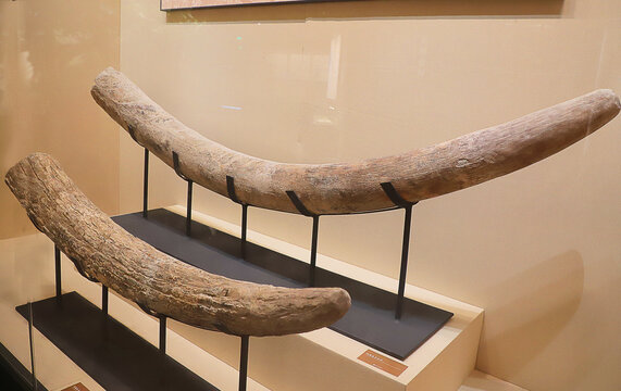大象牙化石标本