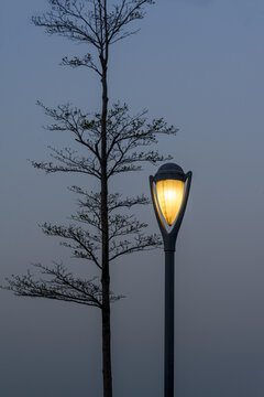 夜幕下深圳观桥公园的路灯和树