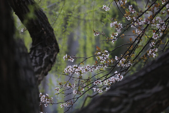 杏花雨