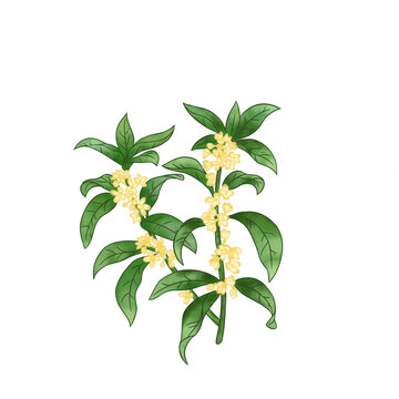 桂花