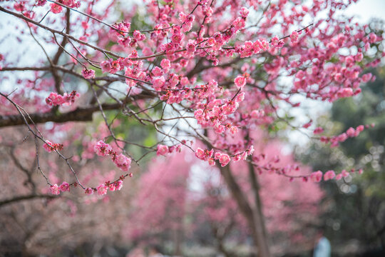 红梅花开