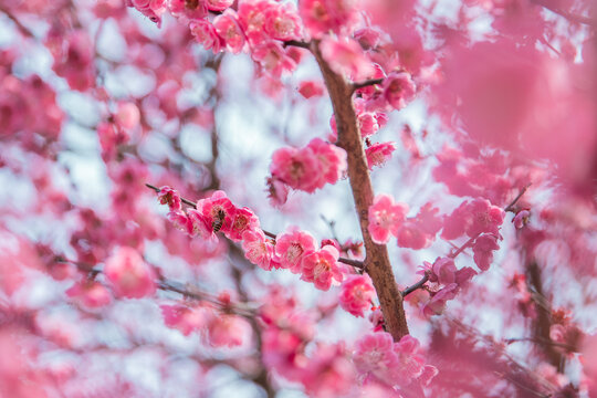 蜜蜂采花蜜