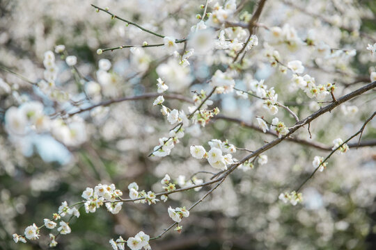 漫天梅花开