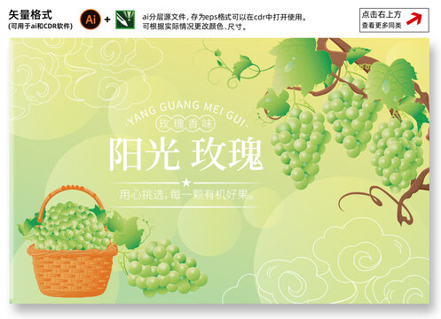 陽光玫瑰插畫