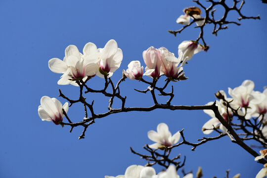 玉兰花开满枝头