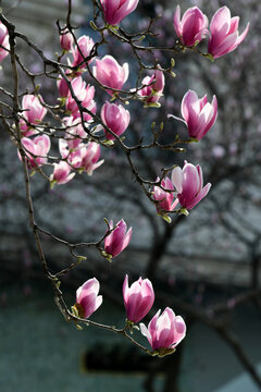 玉兰花开满枝头