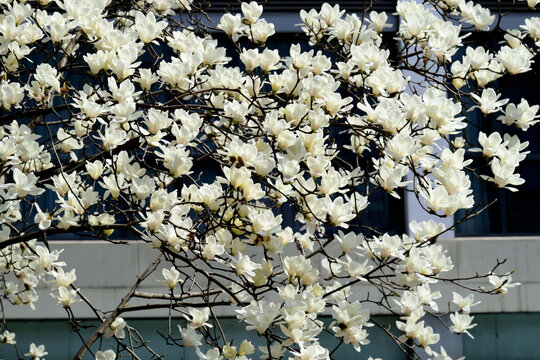 玉兰花开满枝头