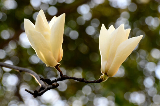 玉兰花开满枝头