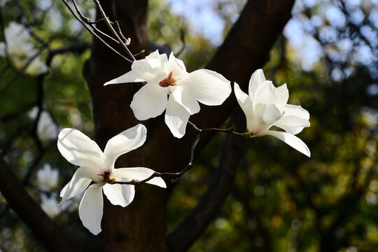 玉兰花开满枝头