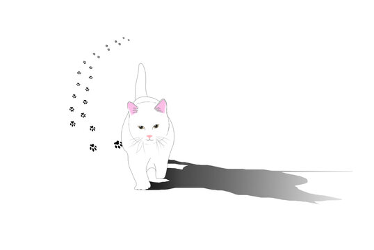 可愛小貓