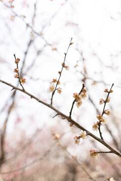 杭州西溪湿地梅花