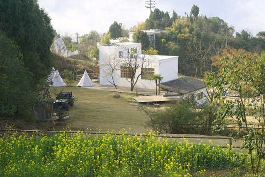 城市森林公园春天油菜花